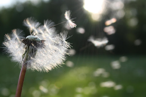 Close-up of dandelion seeds blowing in the wind with sun flare, therapyworthwhile.